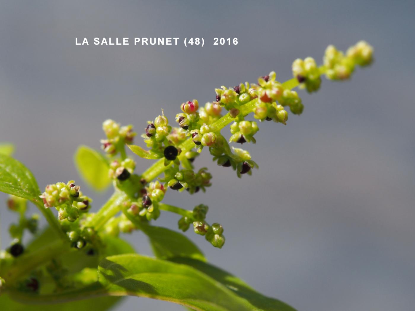 All-seed, Goosefoot fruit